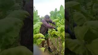 Download lagu Detik detik tertangkapnya maling tembakau, yang di masa oleh warga sekitar, mp3