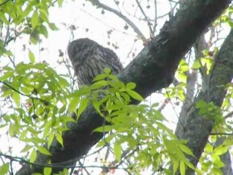 Strix Varia: Blue Jay Attacks Barred Owl