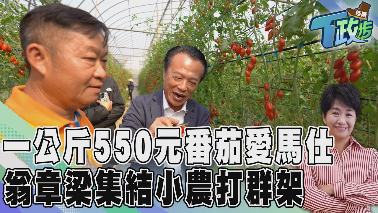 佳頴T政步/一公斤550元的小番茄 嘉義小農為何開始打群架