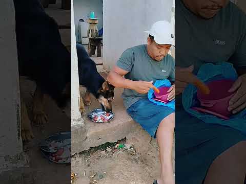 cachorro pensou que era pra ele #humor #comedia #desafioengraçado