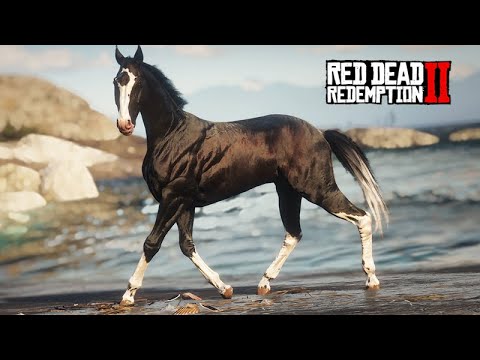 Catching the AKHAL GULASTRA PLUME BLACK HORSE - THE HORSE COLLECTOR - 02