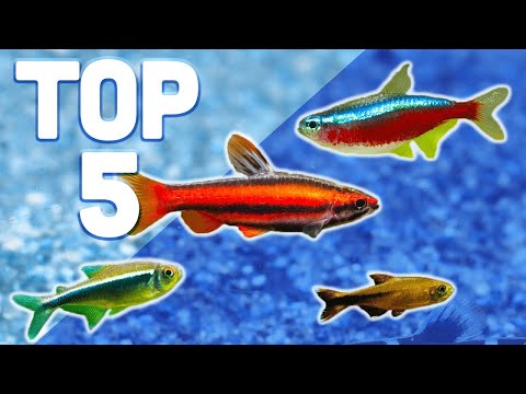 MY TOP 5 TETRAS FOR YOUR AQUARIUM