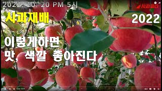 사과 착색에 대하여 10.20일 오후