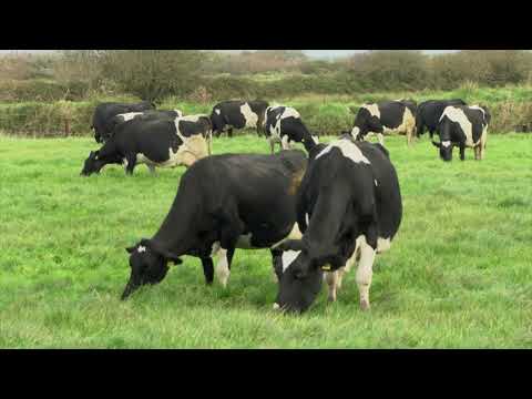 Danny Bermingham - Virtual Farm Walk - Heavy Soils