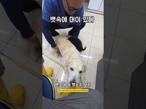 뱃속에 머이 있어예? #남해 #강아지 #반려견 #몽실이 #리트리버 #임보 #입양 #시고르자브종 #경상도사투리 #병원
