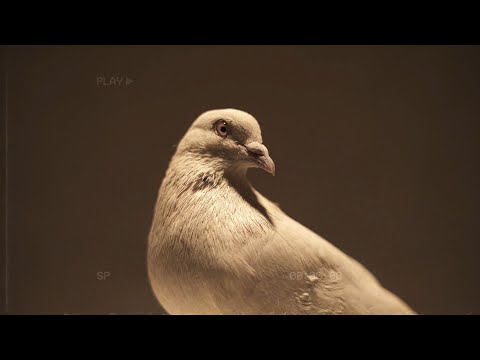 Yoma, Dronark- Kon Hai [Official Music Video]