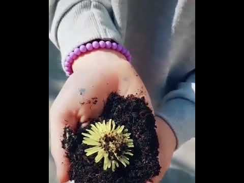 Beau-ann Roelvink; short TIKTOK video ♡ GoldenchildBeau op Tiktok!