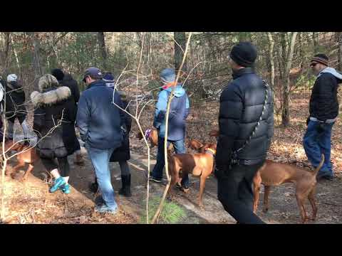 Noanet Woodlands   Viz Whizz