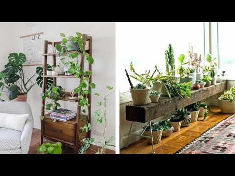 , title : '+37 Idées géniales pour décorer votre intérieur avec des plantes verte'