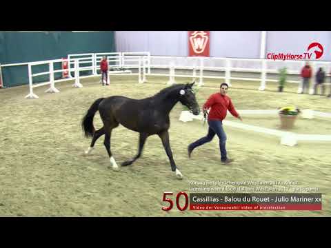 50 Junghengst v. Casillias - Balou Du Rouet