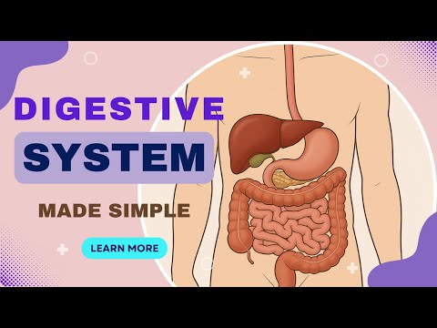 How does Human Digestive System Work | Organs & Nutrients Absorption Explained