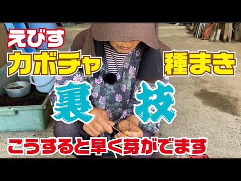 カボチャの種まき:これがうまく育てる方法です 庭の練習