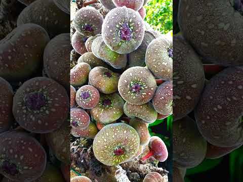 Views of KUKI Hills(Chunnu Zougam lei)