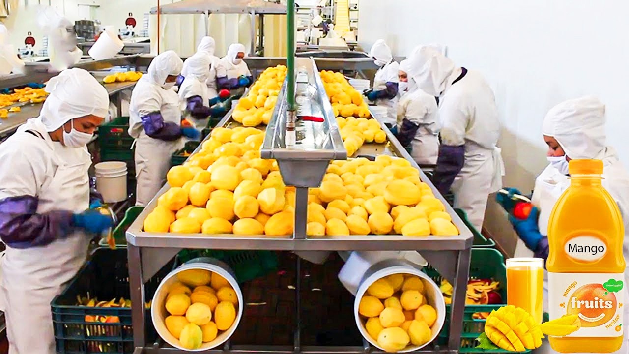 ما يحدث داخل مصنع عصير المانجو سيصدمك