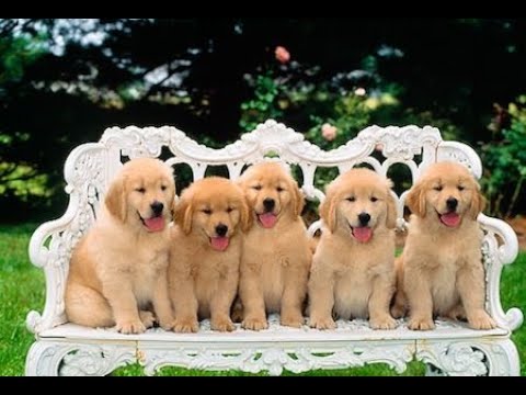 1 month completed golden retriever puppies
