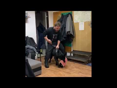 Pike z Jukasu - protection training - 6 months