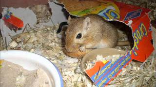 NOM NOM NOM - Parry Gripp