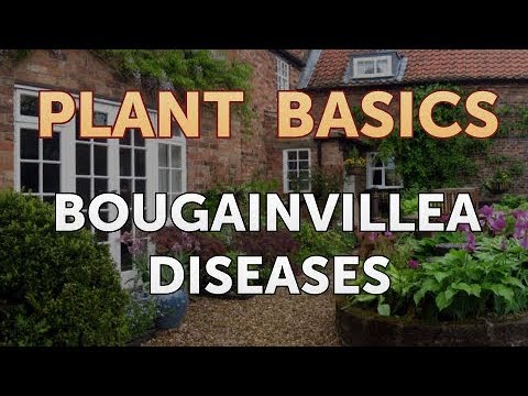 How to Dry an Overwatered Plant