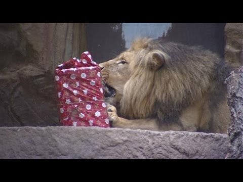 Zoo Animals Get Tasty Christmas Gifts