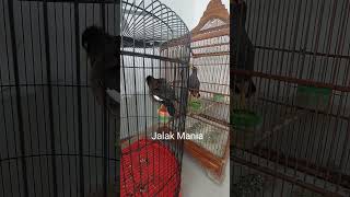 Download lagu Jalak Nias Dan Jalak Kebo Gacor Duet Maut Saling Balas mp3