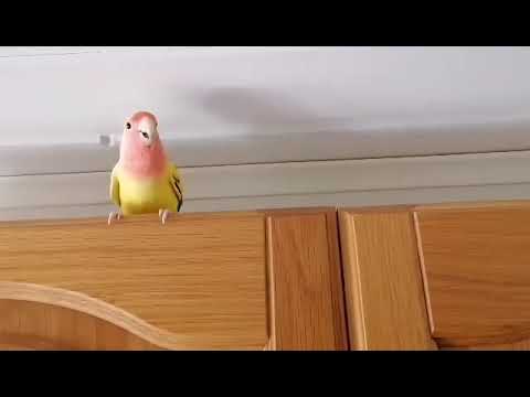 Lovebird contact call / ruusukaijasen kutsuhuuto