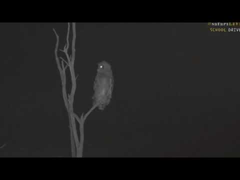 Oct 05, 2017  Sunset -   Verreaux's Eagle Owl