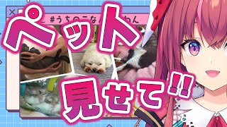 【 癒 】みんなのおうちの子が見たいッ!!!【 天ヶ瀬むゆ/にじさんじ 】