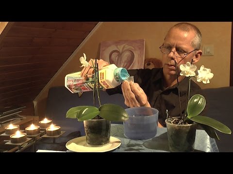 , title : 'Orchideen Pflege - Phalaenopsis Teil 1 Zimmerpflanzen'