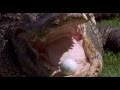 Happy Gilmore 1996 Alligator Scene HD