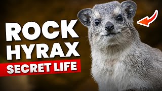 Why Are Rock Hyraxes Fascinating to Scientists?