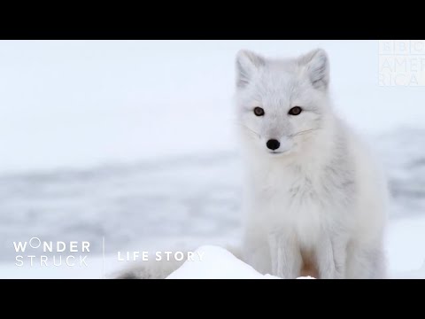 ライフストーリー｜土曜午後9時～｜BBCアメリカ (Life Story | Saturdays at 9pm | BBC America)