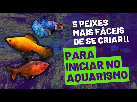 OS 5 PEIXES MAIS FÁCEIS DE SE CRIAR