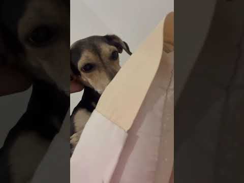 Vídeo de Boby