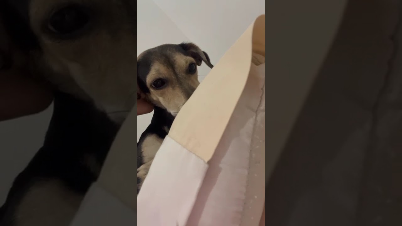 Cachorro raça SRD-ViraLata idade 7 a 11 meses nome Boby