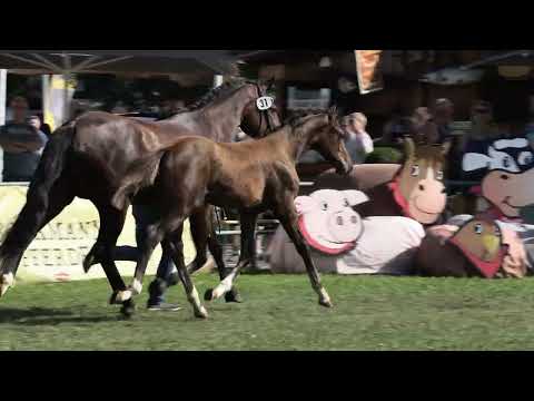 Feliciano x Dante's Junior x San Amour x Depardieu Hengstfohlen