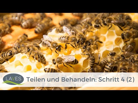 Divide and treat: Step 4 (2)/4