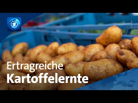 Sehr gute Kartoffelernte in Deutschland – für manche Landwirt:innen zu ertragreich