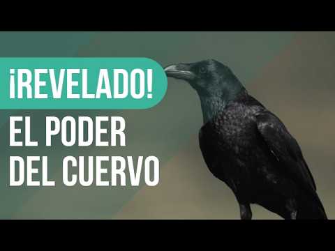 🌌CROW spiritual meaning 🌑 What does the Raven symbolize spiritually?!