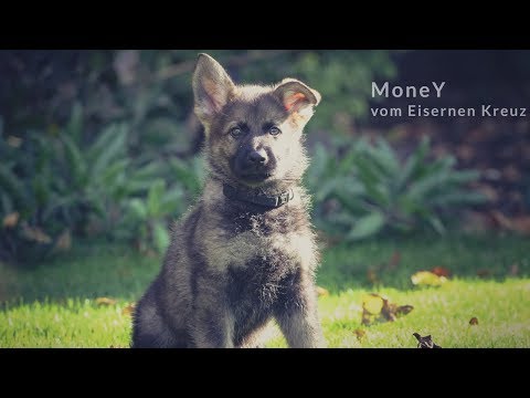 MoneY vom Eisernen Kreuz - first days 7 weeks