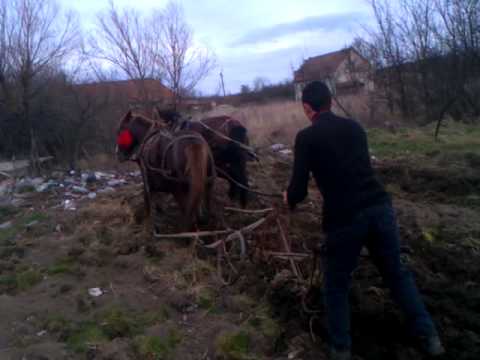 Manz un an si 8 luni si cal de 15 ani
