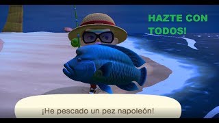 Animal Crossing New Horizons ナポレオンフィッシュの釣り方