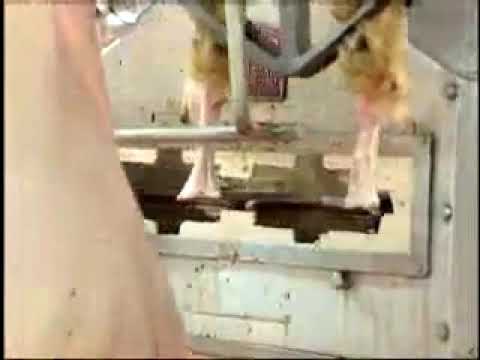 Ahc-2 automatic hock cutter