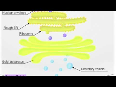 Movie 13   Pulse chase experiment
