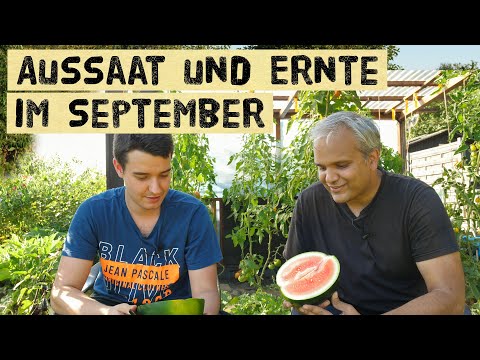 Gartenrundgang im September, Aussaaten, viel ernten in einem kleinen Gemüsegarten, Gartentipps