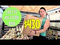 Unboxing A 430 Cactus Mystery Box Rare Unusual Plants