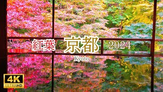 【紅葉2024】京都の美しい紅葉