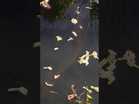 Poisson indésirable