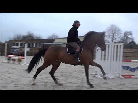 Mare 7 years old by Cancara z ( Cassini I)/ Contender