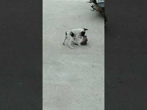 Sho... Don't disturb the dogs are fighting...