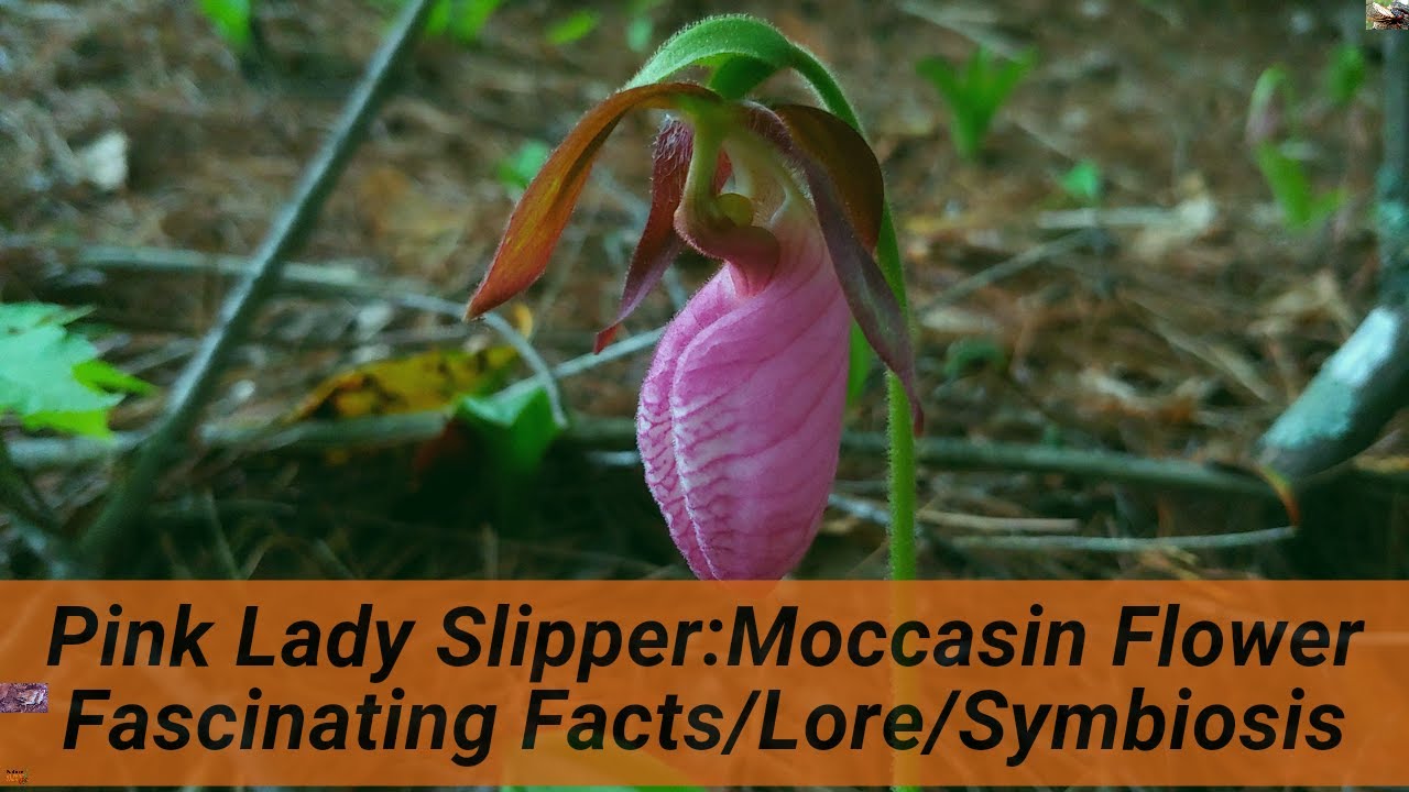Pink Lady Slipper/Moccasin Flower:Facts, lore and amazing symbiotic relationships with bees & fungi!
